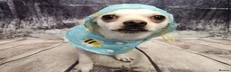 Chihuahua dogs for sale: Chihuahua dog sale  - Advert 7