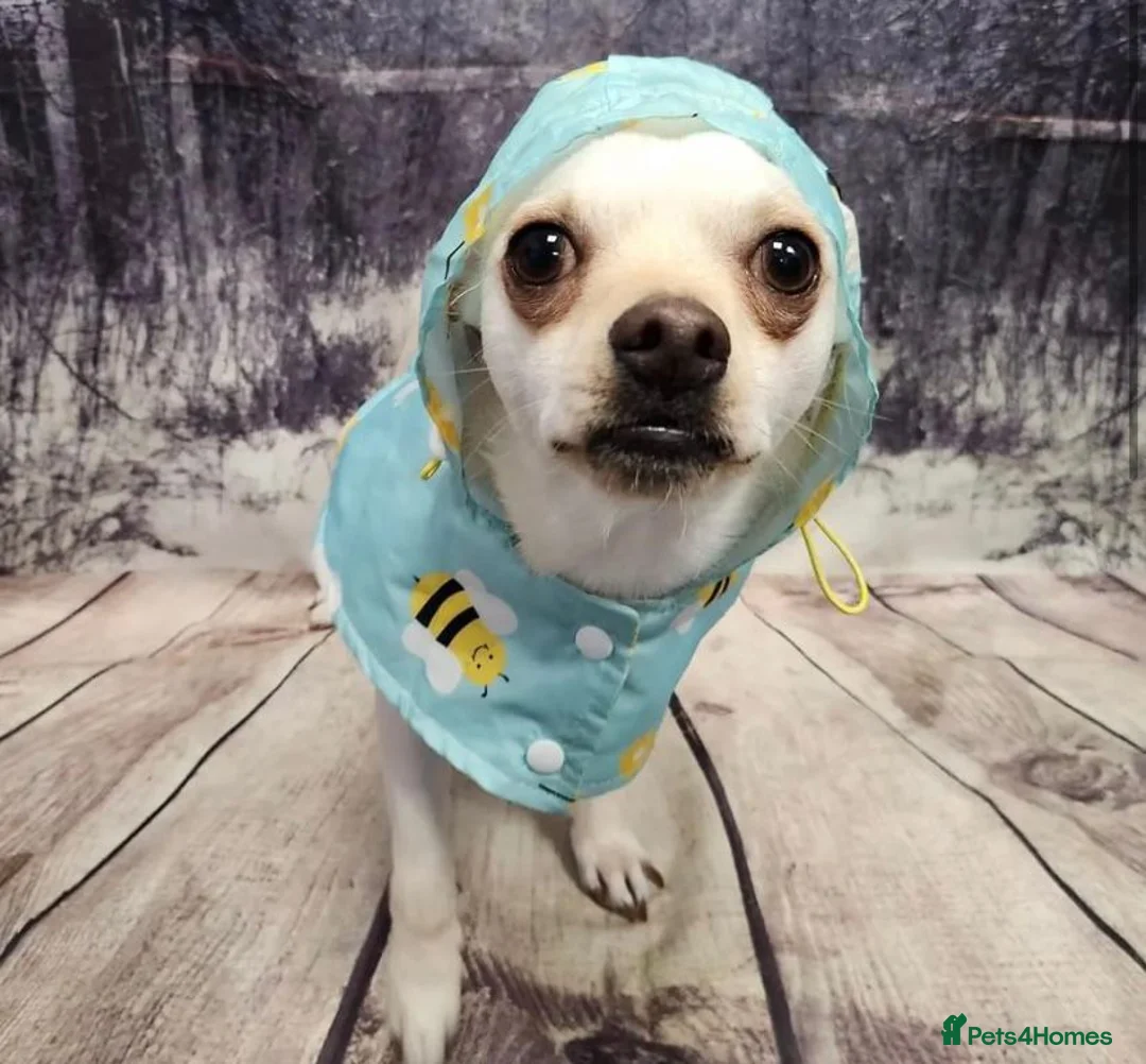 Chihuahua dogs for sale: Chihuahua dog sale  - Advert 7