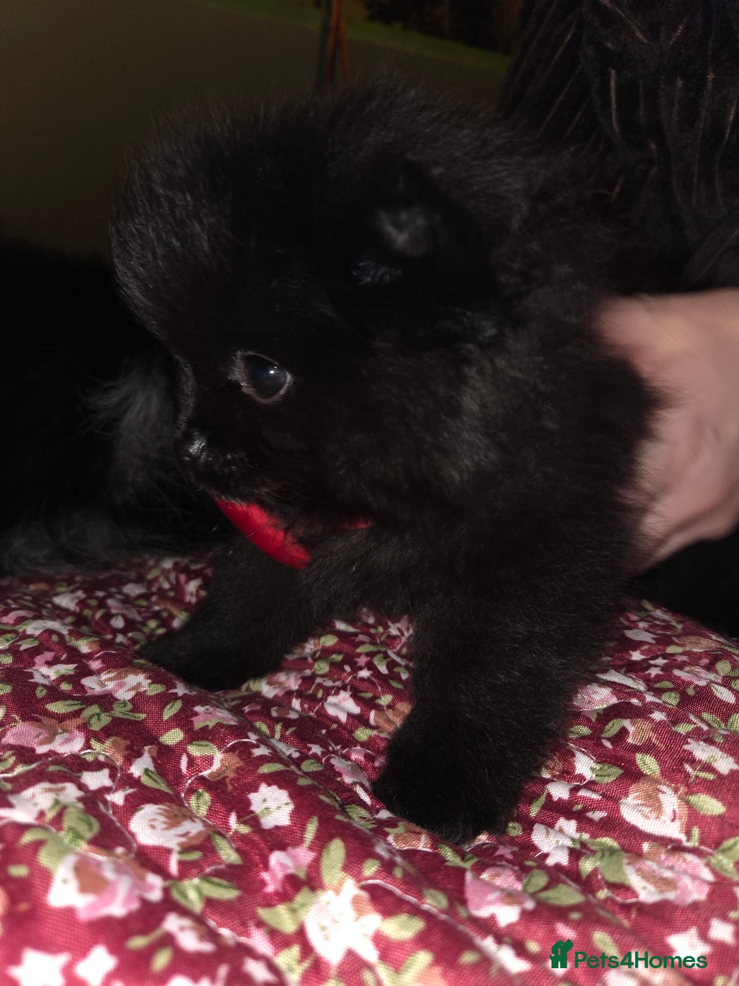 Pomeranian dogs for sale: ONE-TIME ONLY PUREBRED POM PUP (BLUE MERLE PARENT) - Advert 13