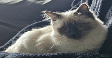 Ragdoll cats Blue Point Ragdoll Kittens for sale   - Advert 5