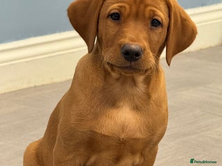 Labrador Retriever dogs BOY Exceptional KC Fox Red Labrador - Advert 2