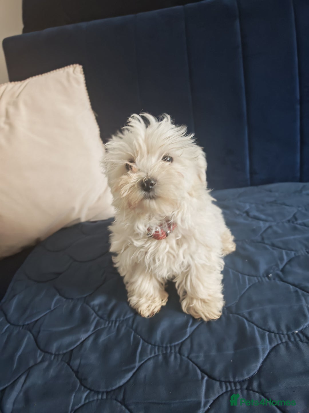 Bichon Frise dogs for sale: In search of a sweet home - Image 9