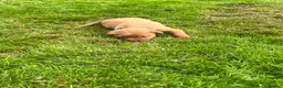 Labrador Retriever dogs for sale: KC fox red puppies - Advert 6