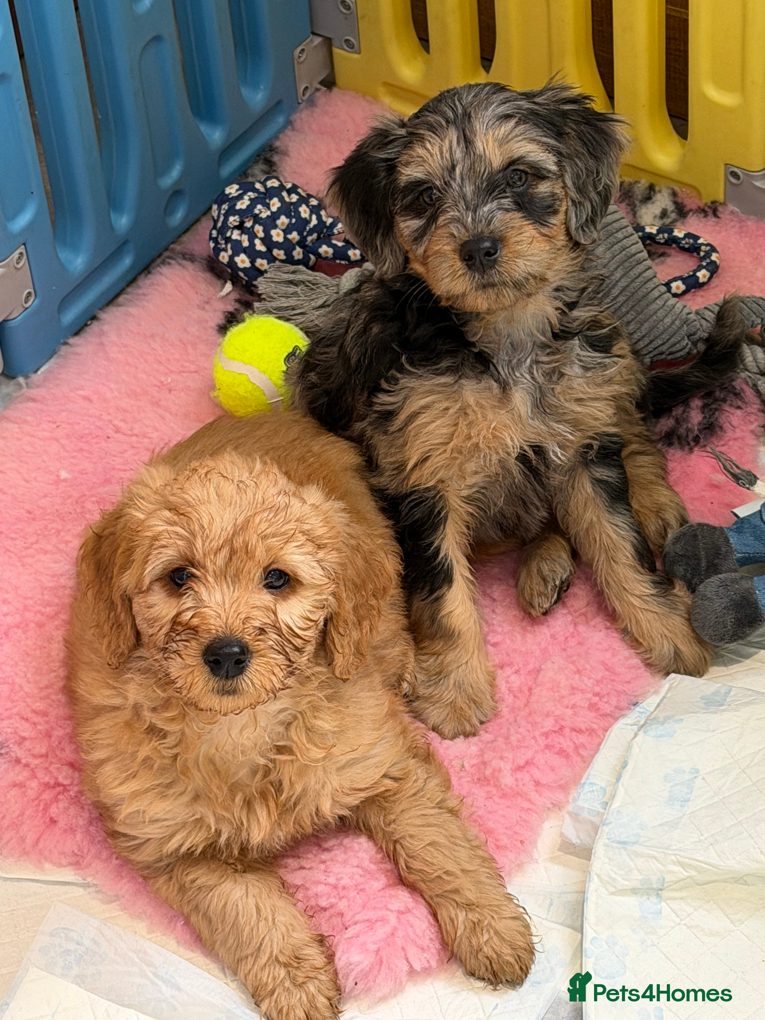 Mini Goldendoodle dogs Ready now health tested F1 goldendoodle puppies  - Advert 1