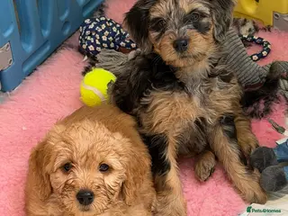 Mini Goldendoodle dogs Ready now health tested F1 goldendoodle puppies - Advert 1