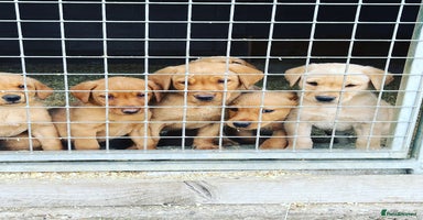 Labrador Retriever dogs - Advert 13