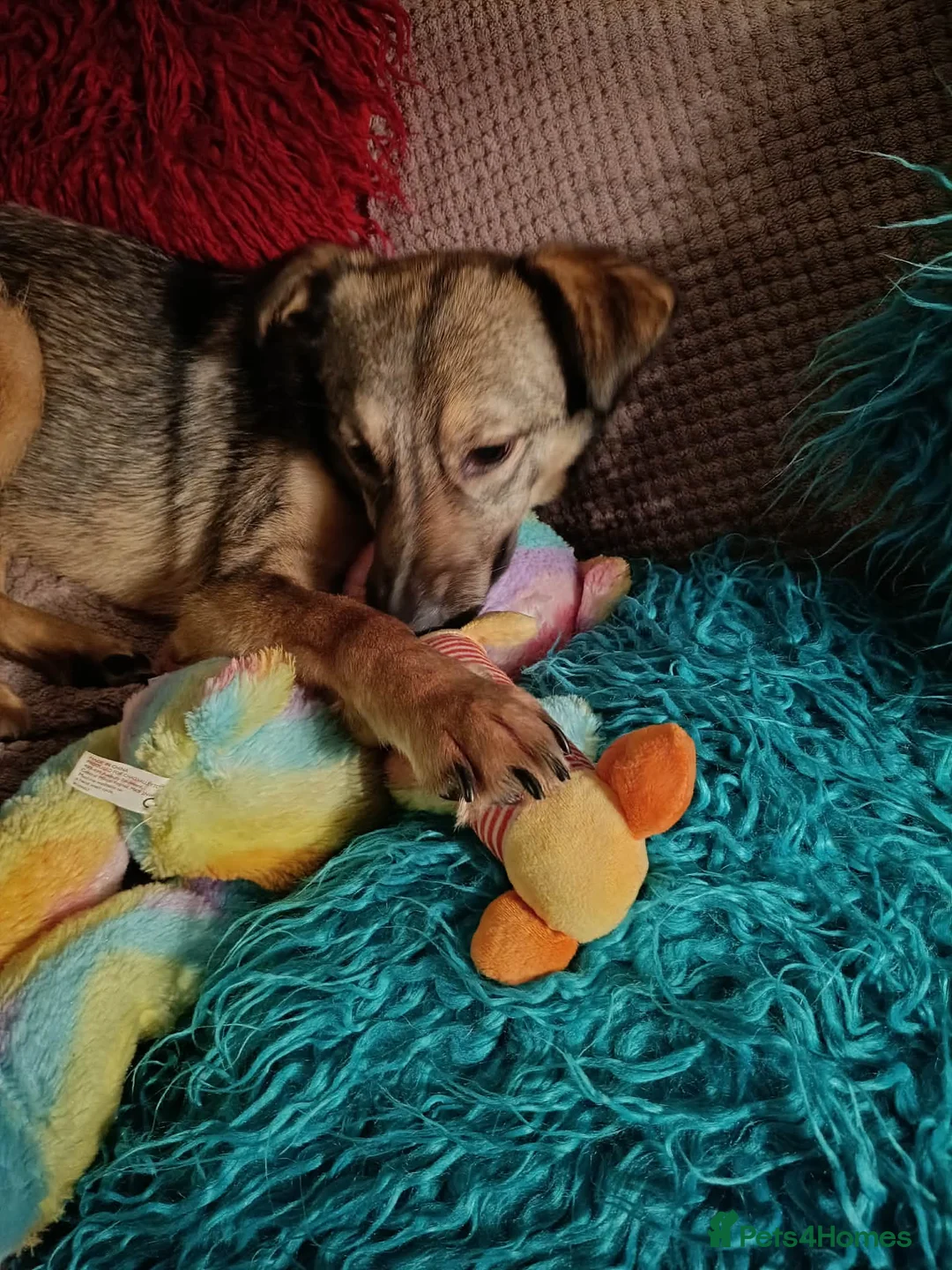 Mixed Breed dogs for adoption: Margot for adoption - Advert 7