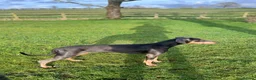 Dobermann dogs for sale: 9 month old female blue Doberman  - Advert 7