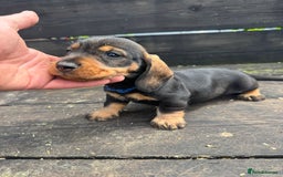 Dachshund dogs for sale: Teckle pups available  - Image 5