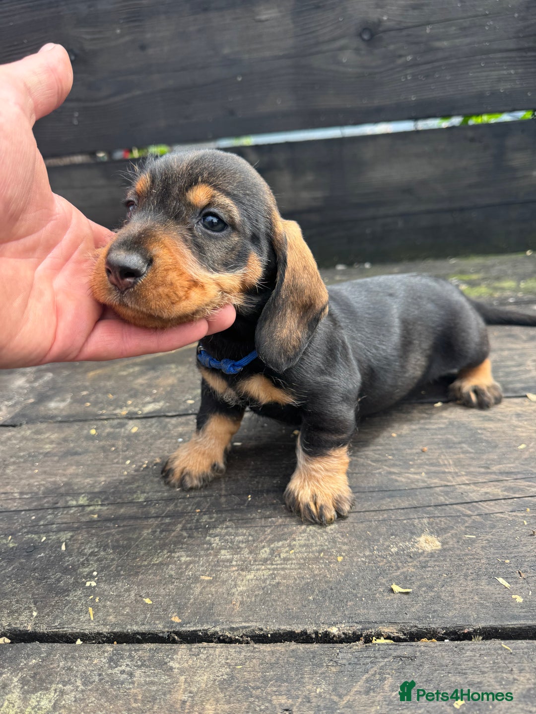 Dachshund dogs for sale: Teckle pups available  - Image 5