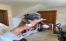 Staffordshire Bull Terrier dogs for sale: Exceptional Champion Pedigree, beautiful blues!! - Image 3
