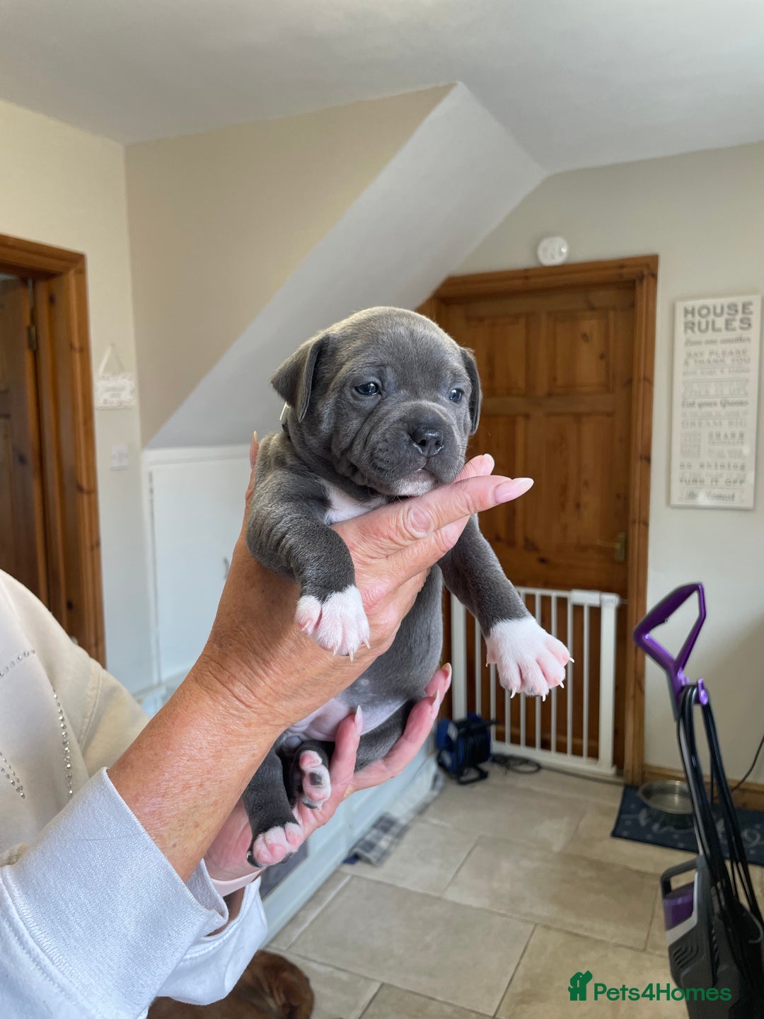 Staffordshire Bull Terrier dogs for sale: Exceptional Champion Pedigree, beautiful blues!! - Image 3
