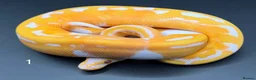 Python Snake reptiles for sale: Dreamsicle ball/royal python hatchlings  - Advert 6