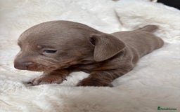 Miniature Dachshund dogs for sale: Miniature Dachshund Puppies  - Image 11