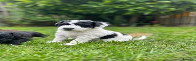 Spanish Water Dog 1