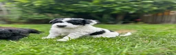 Spanish Water Dog dogs for sale: Spanish Water Dog - Advert 17
