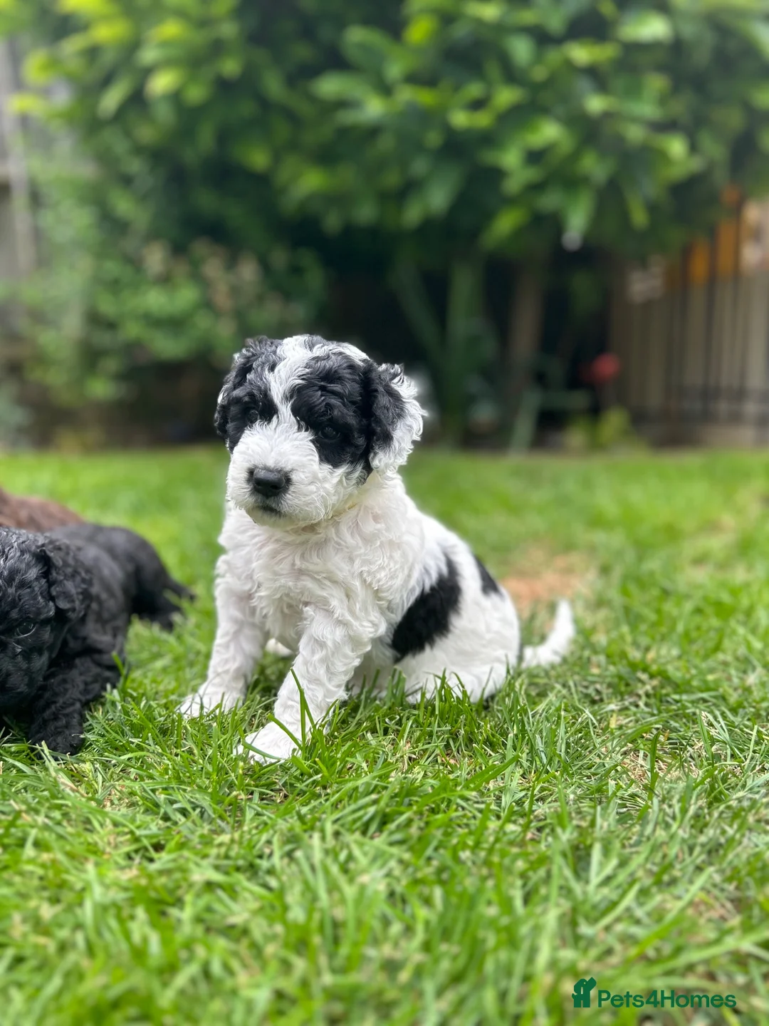 Spanish Water Dog dogs for sale: Spanish Water Dog - Advert 17