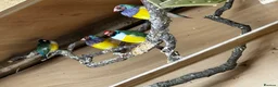 Finches birds for sale: Gouldian Finches / Timor zebra finches  - Advert 2