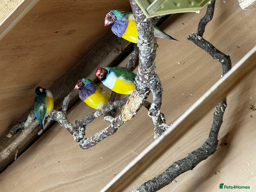 Finches birds for sale: Gouldian Finches / Timor zebra finches  - Advert 2