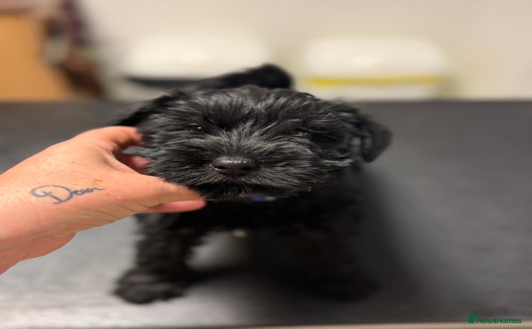 Miniature Schnauzer dogs ❤️🐾LAST BOY REMAINING🐾❤️ - Advert 7