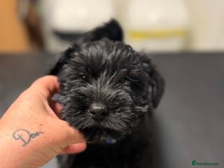 Miniature Schnauzer dogs ❤️🐾LAST BOY REMAINING🐾❤️ - Advert 5