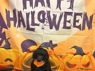 Miniature Poodle dogs - Advert 3