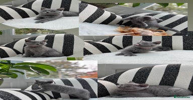 British Shorthair cats - Advert 12