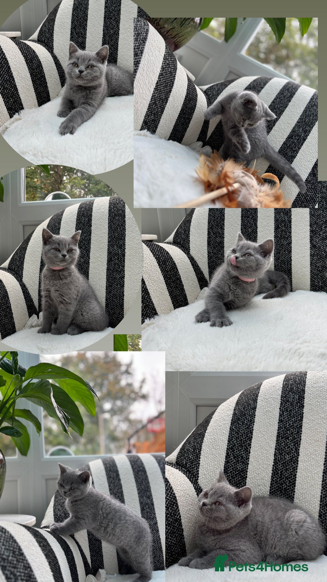 British Shorthair cats for sale: 💕British Shorthair Blue Kittens💕 - Image 7
