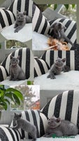 British Shorthair cats - Advert 12