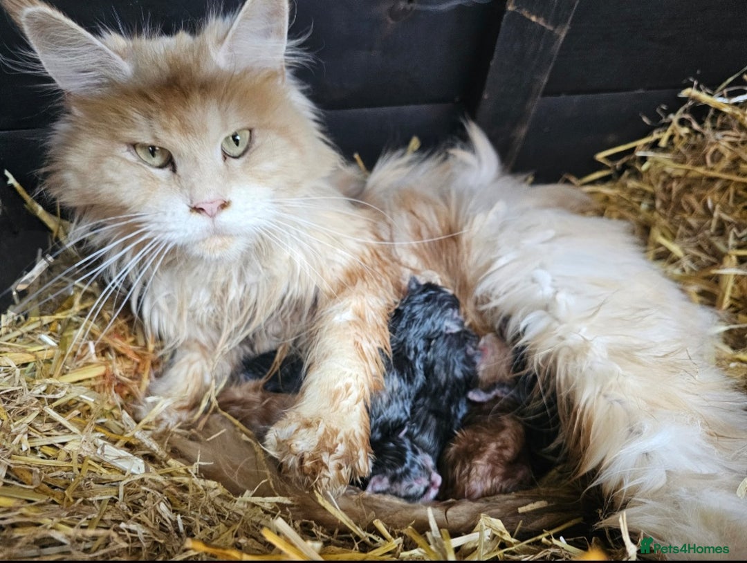 Maine Coon cats for sale: Beautiful litter of maine coons - Image 6