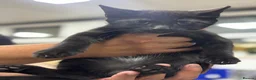 Mixed Breed cats for sale: Kittens  - Advert 3