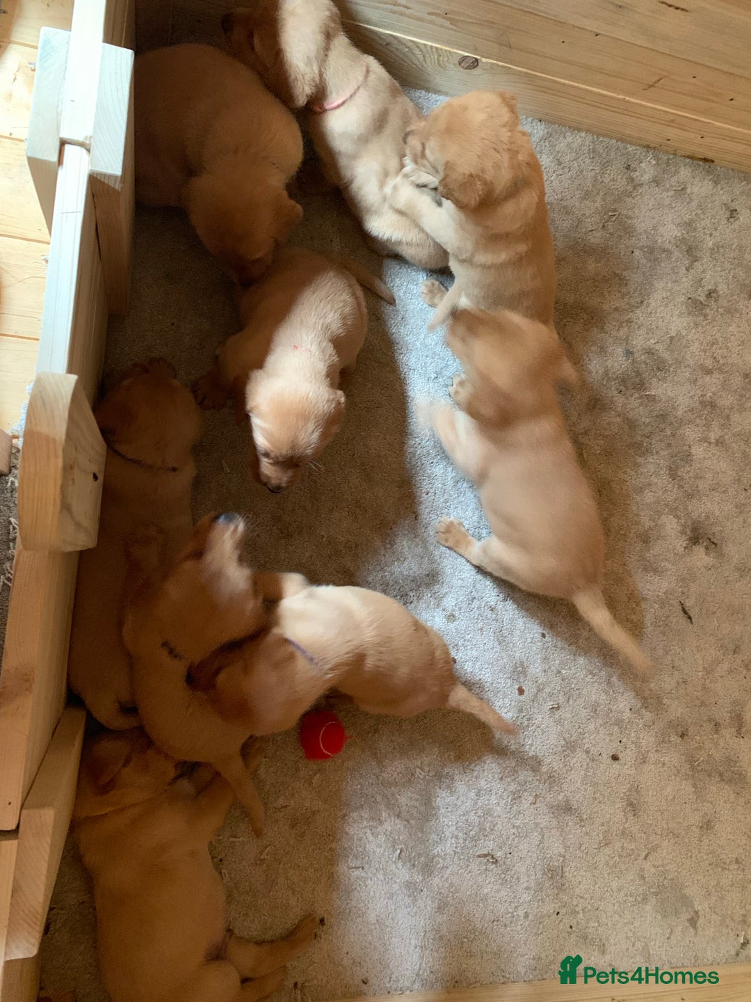 Labrador Retriever dogs for stud: Fox Red Labrador for Stud in Leeds - Advert 10