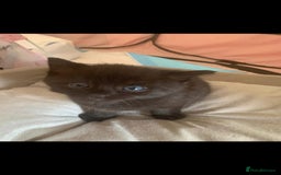 Mixed Breed cats for sale: Tabby mixed stunning litter - Image 7