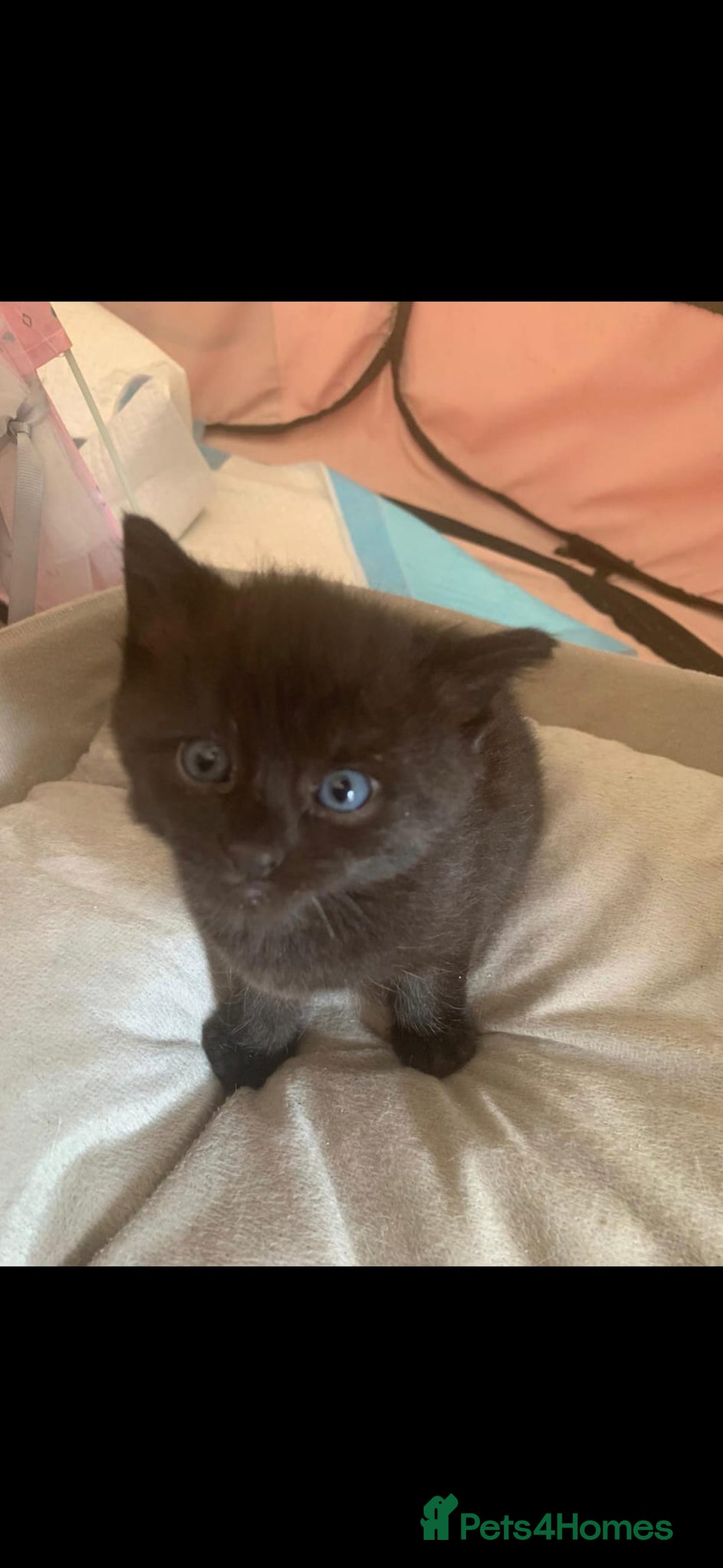 Mixed Breed cats for sale: Tabby mixed stunning litter - Image 7