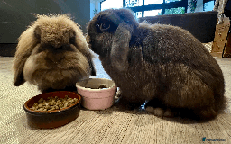 Mixed Breed rabbits for sale: 2 x Bonded Mini Lop X Lionhead Rabbits  - Image 13