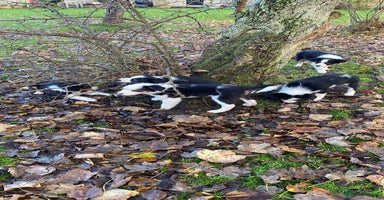 Border Collie dogs Border Collie pups for sale - Advert 2