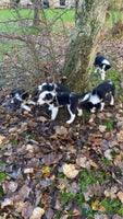 Border Collie dogs Border Collie pups for sale - Advert 1