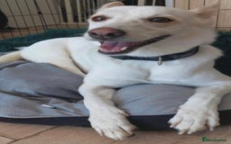 Mixed Breed dogs for adoption: 🐾 Whitey 🐾 - Image 4