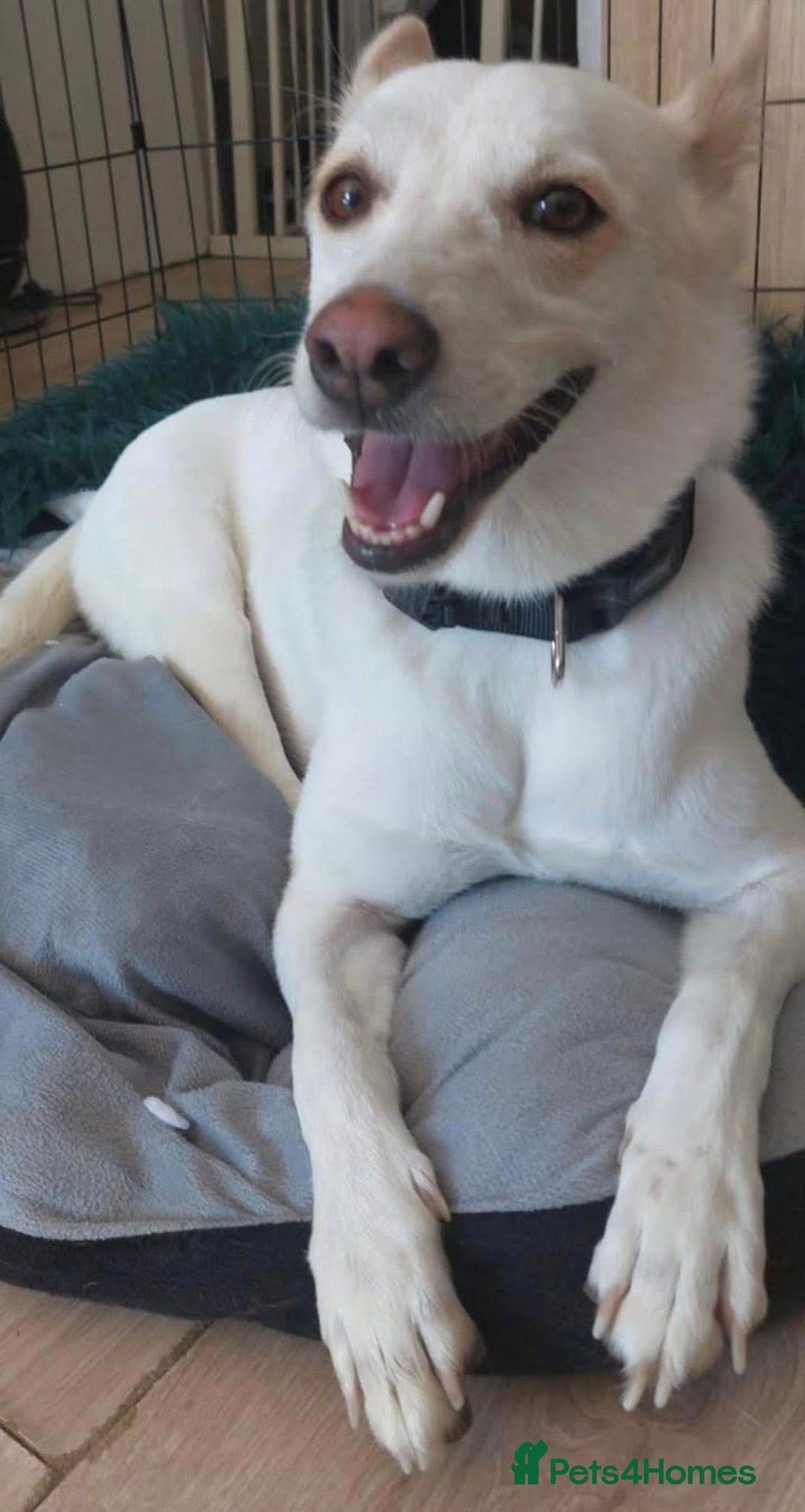 Mixed Breed dogs for adoption: 🐾 Whitey 🐾 - Image 4