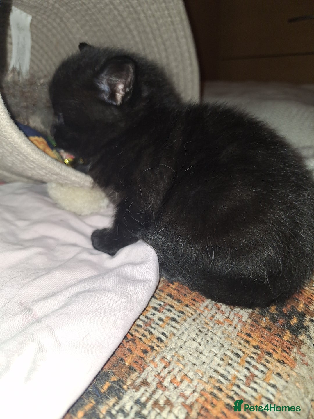 British Longhair cats for sale: Longhaired kittens in London - Image 5