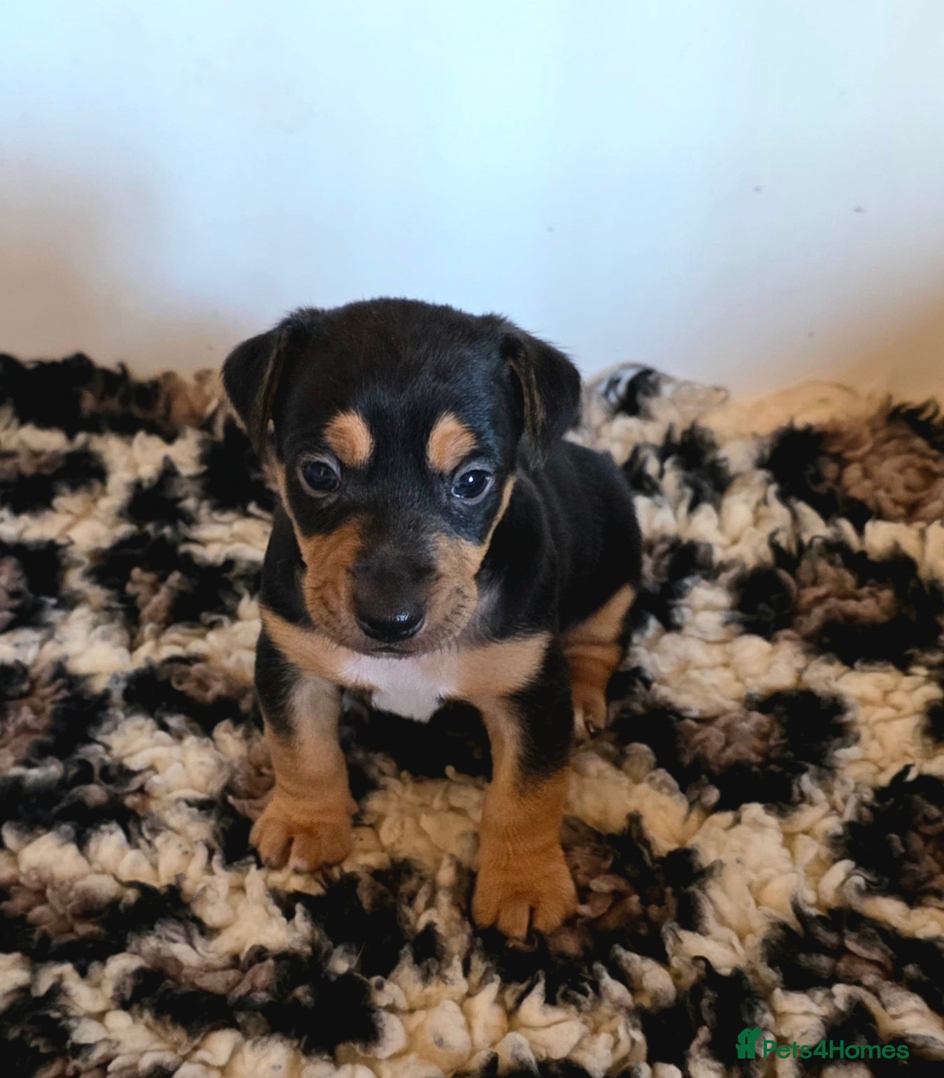 Jack Russell dogs  Black and tan jack russell pups family pets - Advert 1