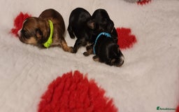 Chorkie dogs for sale: Outstanding Chihuahua x Yorkshire Terrier puppies  - Advert 9
