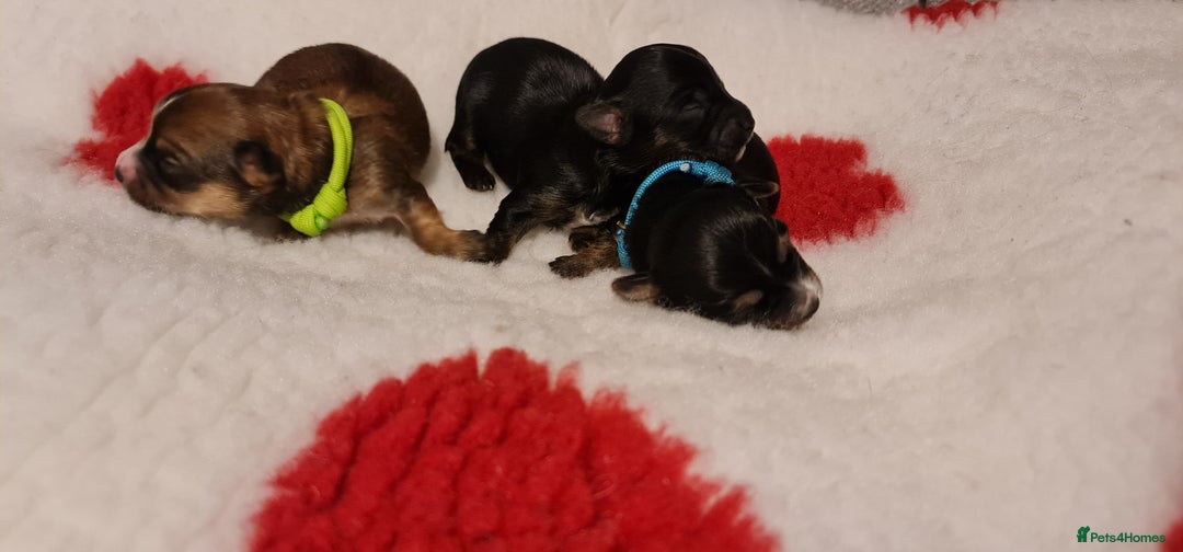 Chorkie dogs for sale: Outstanding Chihuahua x Yorkshire Terrier puppies  - Advert 9