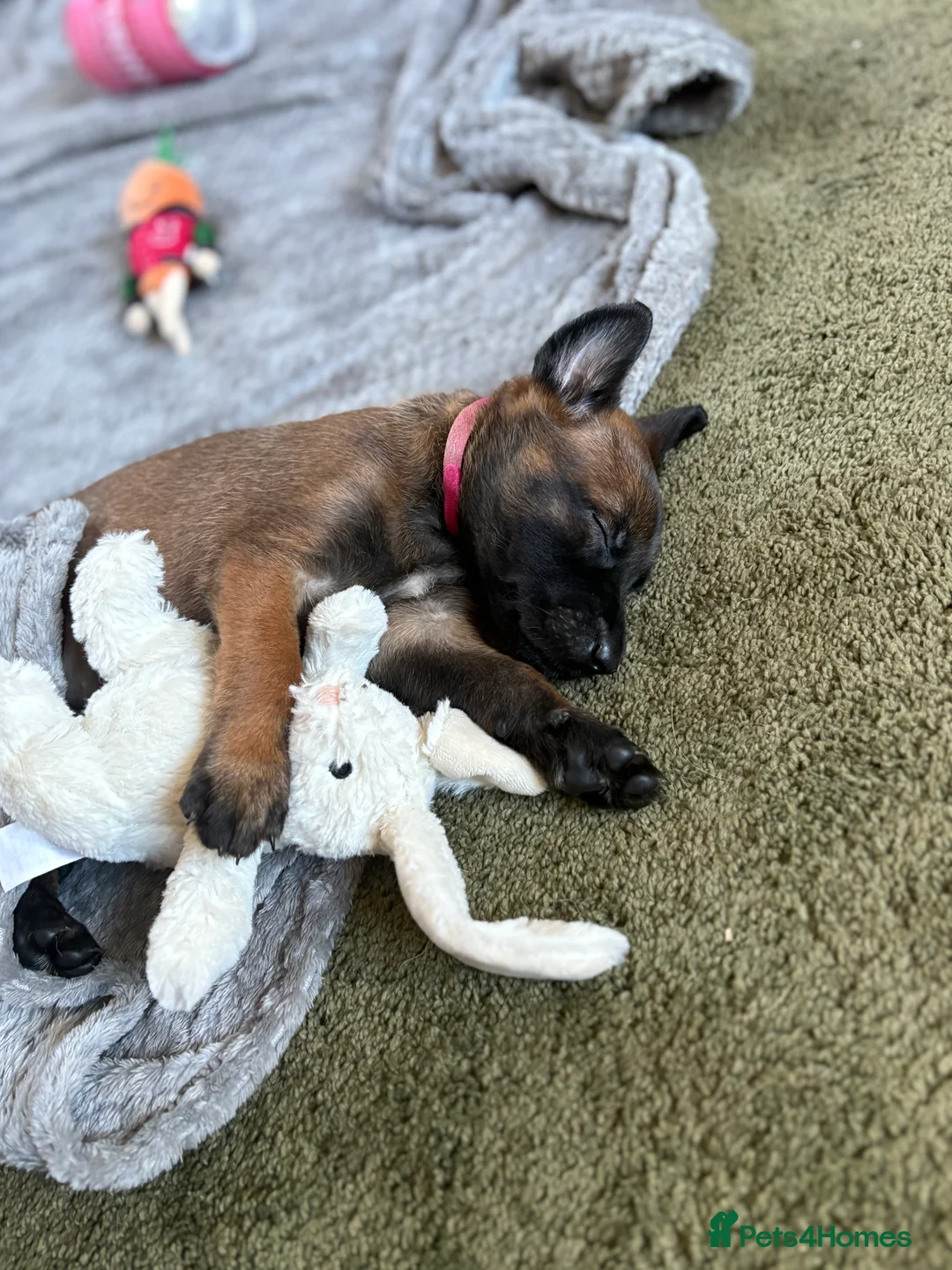 Belgian Shepherd Dog dogs for sale: Belgian Malinois Puppies - Advert 19