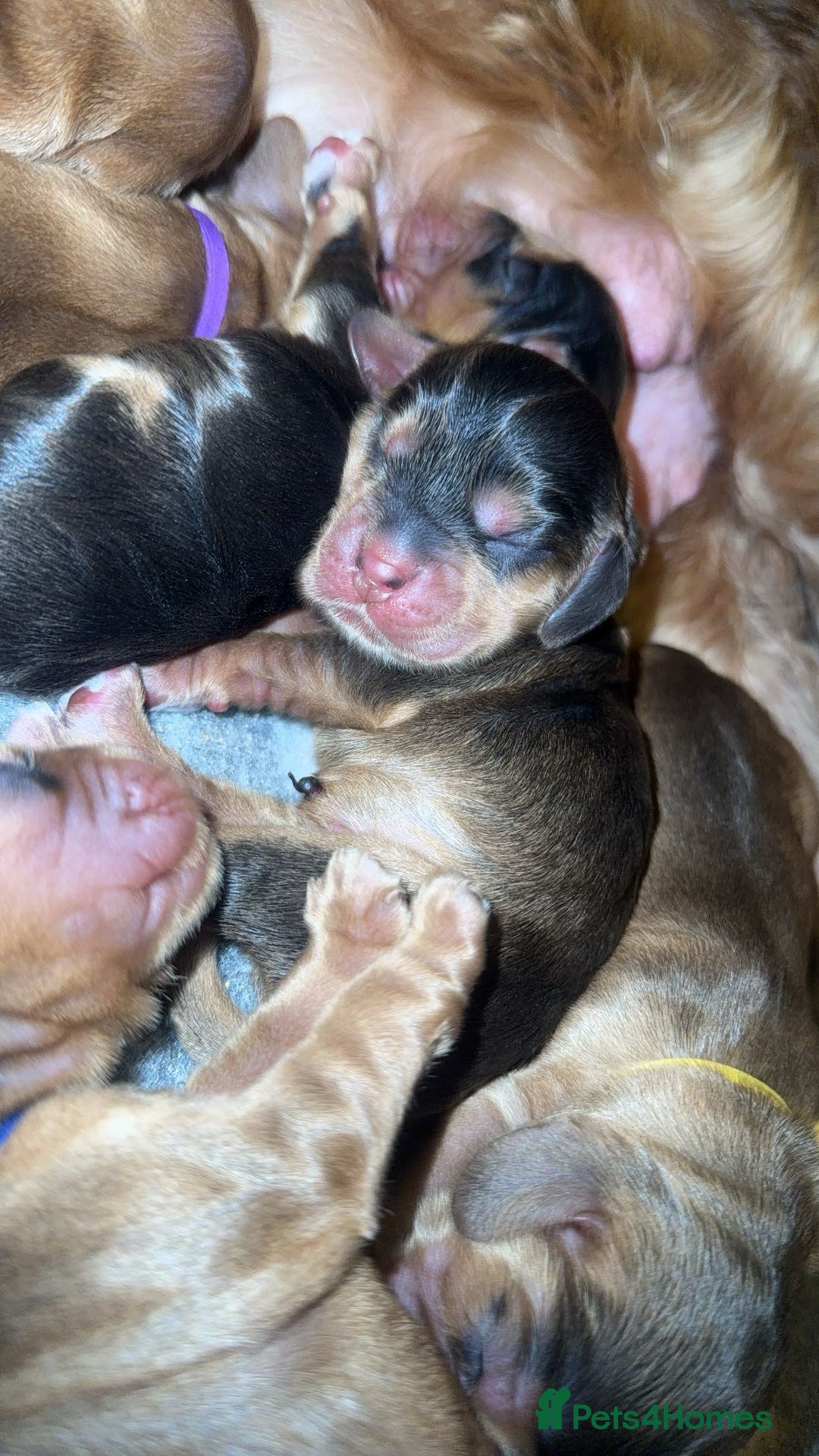 Cocker Spaniel dogs for sale: KC Reg Show Cocker Spaniel Puppies  - Advert 5