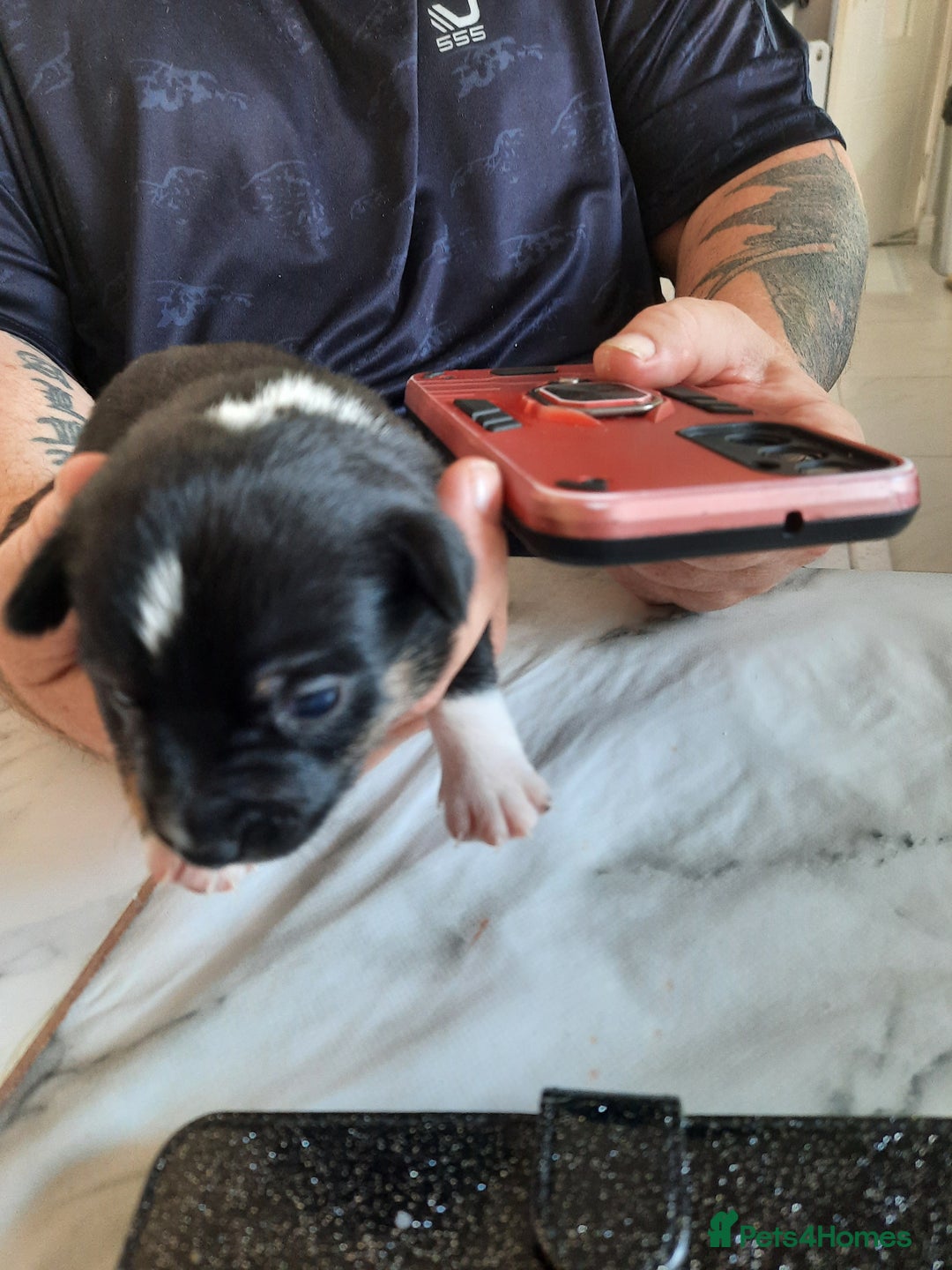 Jack Russell dogs for sale: Mini jack russells  - Image 7