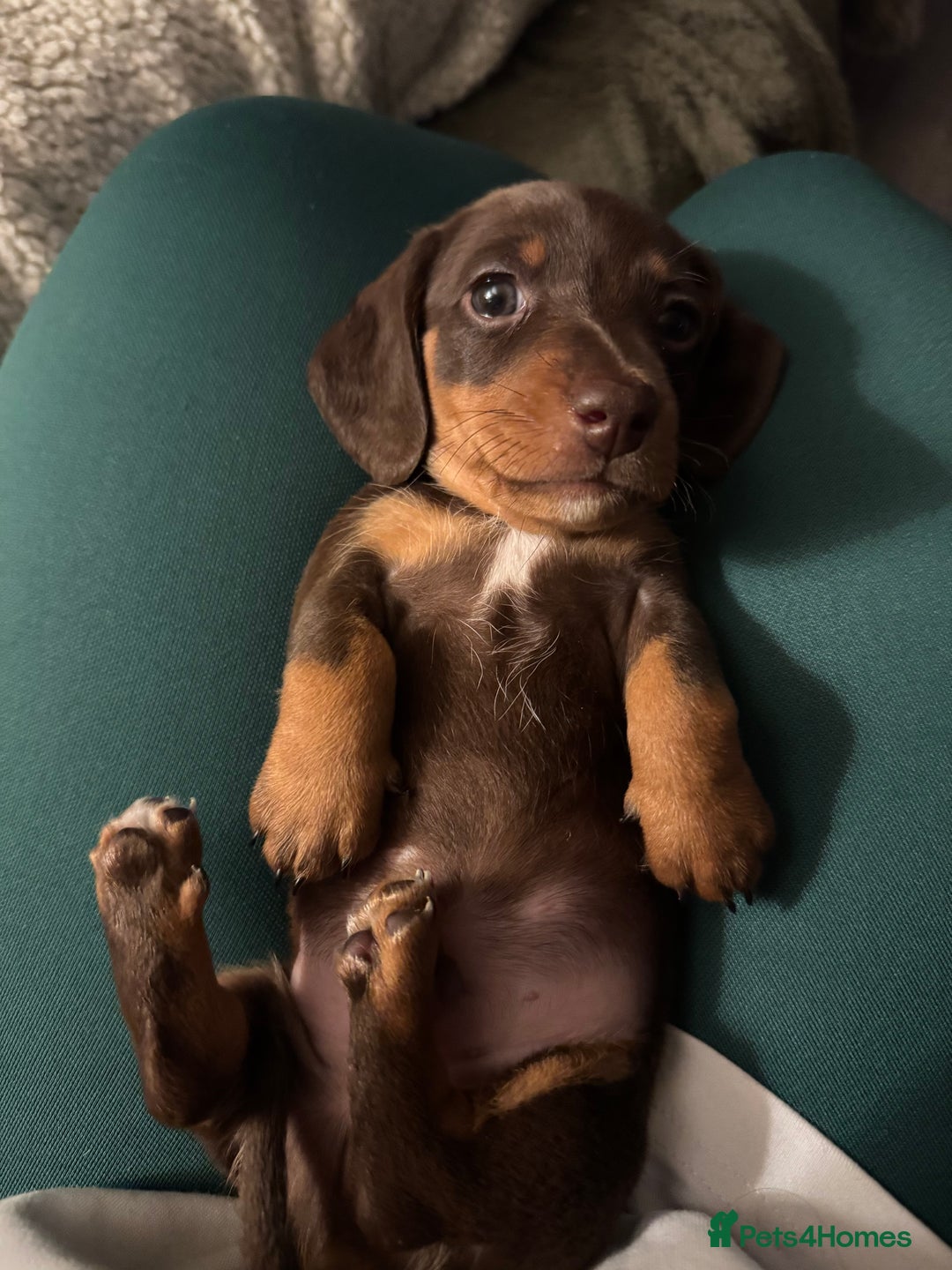 Miniature Dachshund dogs for sale: True Miniature Dachshund Puppies - Advert 13