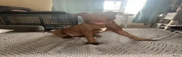 Mixed Breed dogs for sale: Staffy cross for sale  - Advert 4