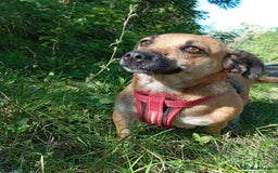 Mixed Breed dogs for adoption: 💖🐶 BONNY 🐶💖 - Image 14