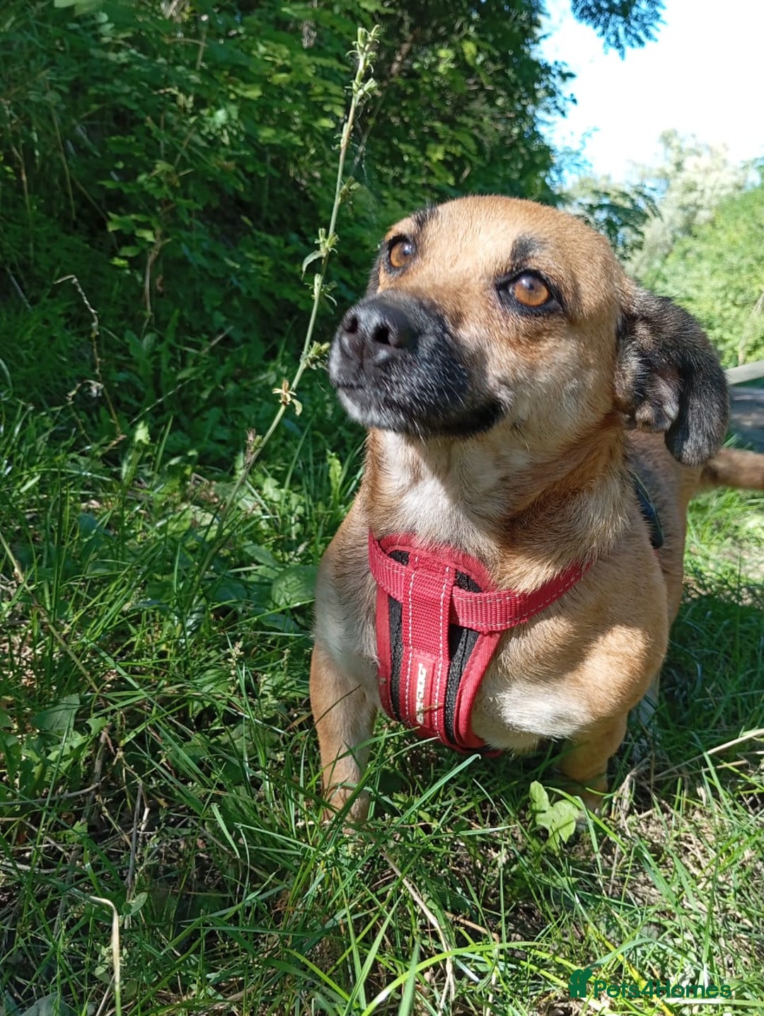 Mixed Breed dogs for adoption: 💖🐶 BONNY 🐶💖 - Image 14